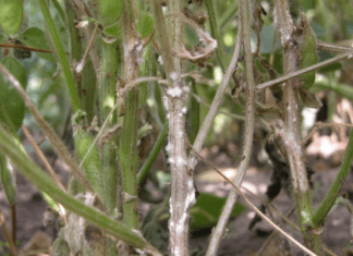White Mold: 7 Proactive Care Tips For Soybean White Mold Control White Mold Soybean