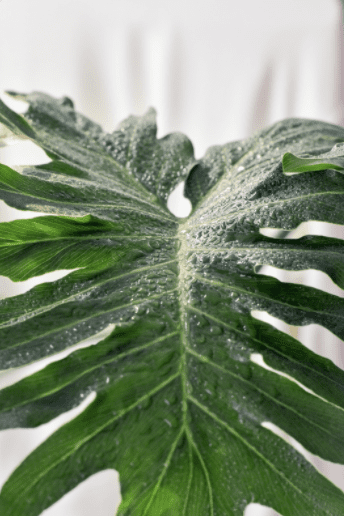 philodendron selloum care indoor