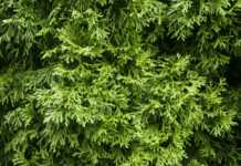 Western Arborvitaes Are Great For Landscapes western arborvitae