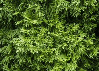 Western Arborvitaes Are Great For Landscapes western arborvitae