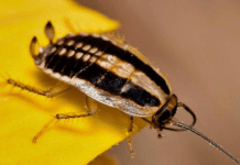 Asian Cockroaches Vs German Cockroaches Asian cockroaches