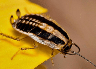 Asian Cockroaches Vs German Cockroaches Asian cockroaches