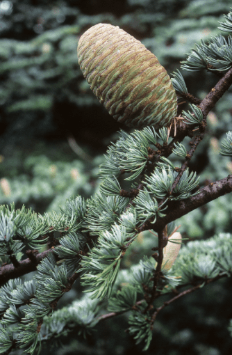 Atlas Cedar