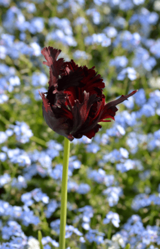 Black Parrot tulip flower