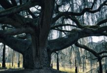 Blue Atlas Cedar Care And Information Blue Atlas Cedar