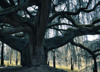 Blue Atlas Cedar Care And Information Blue Atlas Cedar