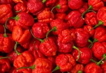 Carolina Reaper Hot Pepper Essential Growing And Harvesting Info Carolina Reaper Hot Pepper