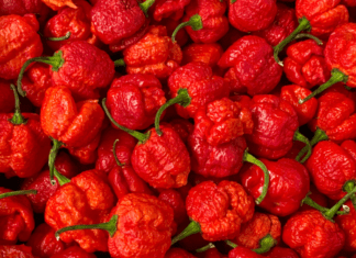 Carolina Reaper Hot Pepper Essential Growing And Harvesting Info Carolina Reaper Hot Pepper