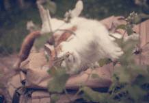 Catnip For Dogs: Is Catnip Harmful To Dogs? Catnip For Dogs