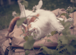 Catnip For Dogs: Is Catnip Harmful To Dogs? Catnip For Dogs