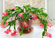 Christmas Cactus A Winter-Bloomer You Will Treasure For Decades Christmas cactus