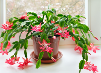 Christmas Cactus A Winter-Bloomer You Will Treasure For Decades Christmas cactus