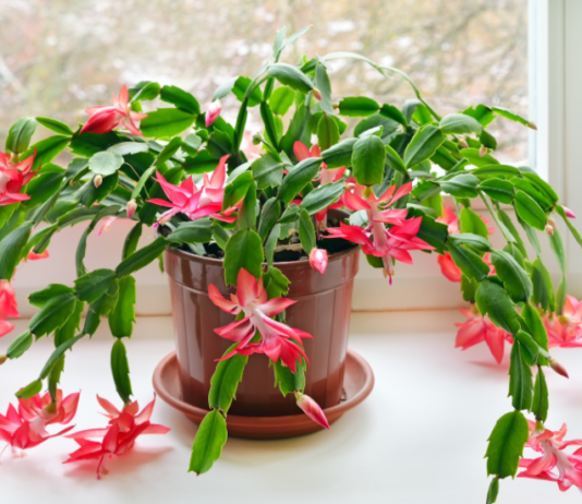 Christmas Cactus A Winter-Bloomer You Will Treasure For Decades Christmas cactus