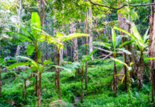 Do Bananas Have Seeds: Can You Eat Wild Banana? Do Bananas Have Seeds