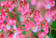 Dragon Wing Begonia Care And Growing Tips Dragon Wing Begonia