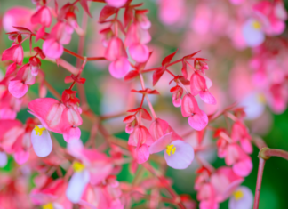 Dragon Wing Begonia Care And Growing Tips Dragon Wing Begonia