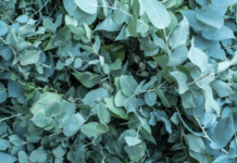 Eucalyptus Pruning: How To Coppice Or Pollard Eucalyptus Eucalyptus Pruning