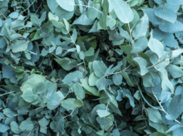 Eucalyptus Pruning Guide: How to Coppice and Pollard Gum Trees (2026) Eucalyptus Pruning