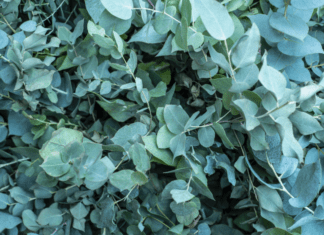Eucalyptus Pruning: How To Coppice Or Pollard Eucalyptus Eucalyptus Pruning