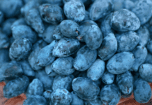 Honeyberry, Haskap, blue honeysuckle: they all spell delicious! HoneyBerry