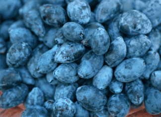 Honeyberry, Haskap, blue honeysuckle: they all spell delicious! HoneyBerry