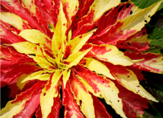 Joseph’s Coat Plant: Joseph’s coat Pleases Those Who Love Color Joseph's Coat plant