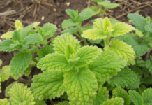 Mint Growing And Planting Tips Mint Growing
