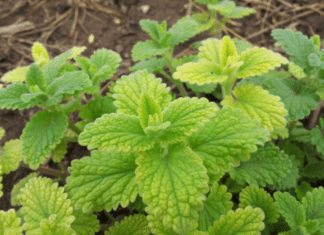 Mint Growing And Planting Tips Mint Growing