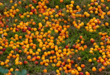 Mirabelle Plums Planting Instructions Mirabelle Plums