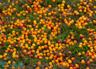 Mirabelle Plums Planting Instructions Mirabelle Plums