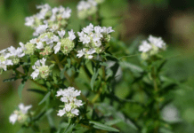 Mountain Mint Growing And Care Information Mountain Min