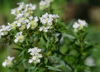 Mountain Mint Growing And Care Information Mountain Min