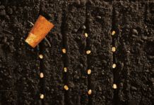 Multisowing Benefits: 3 Root Vegetables That Can Be Multi Sown Multisowing Benefits