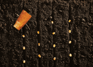 Multisowing Benefits: 3 Root Vegetables That Can Be Multi Sown Multisowing Benefits