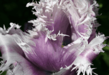 Parrot Tulip Information And Growing Tips Parrot Tulip