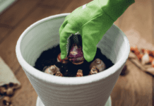 Planting Bulbs For Summer: 2 Detailed Bulb Planting Tips Planting bulbs for summer