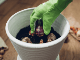 Planting Bulbs For Summer: 2 Detailed Bulb Planting Tips Planting bulbs for summer