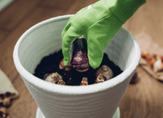 Planting Bulbs For Summer: 2 Detailed Bulb Planting Tips Planting bulbs for summer