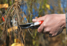 Root Pruning Technique: 6 Key Step In Root Pruning Root Pruning