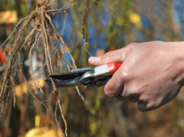 Root Pruning Technique: 6 Key Step In Root Pruning Root Pruning