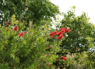 Spring Clean Your Shrubs: 1 Essential Technique Spring Clean Your Shrubs