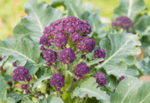 Sprouting Broccoli Essentials For Sowing And Planting Sprouting Broccoli