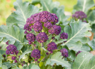 Sprouting Broccoli Essentials For Sowing And Planting Sprouting Broccoli