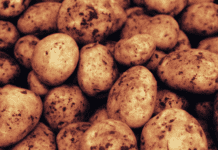 Potatoes Maincrop: 3 Best Ways To Grow Spuds Potatoes