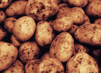 Potatoes Maincrop: 3 Best Ways To Grow Spuds Potatoes