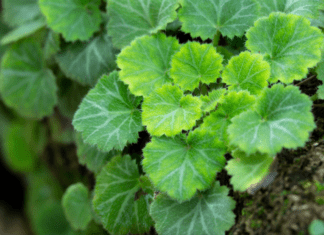 Strawberry Begonia Info Plus 1 Delicious Recipe Strawberry Begonia