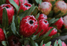 Protea Flower Growing And Soil Information protea flower