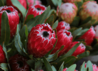 Protea Flower Growing And Soil Information protea flower