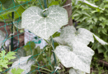 Pumpkin Leaves Powdery Mildew And 9 Insidious Bacterial Diseases pumpkin leaves mildew