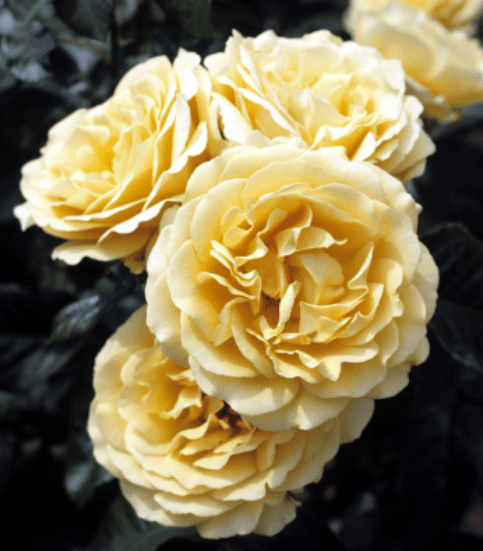 Amber Queen rose